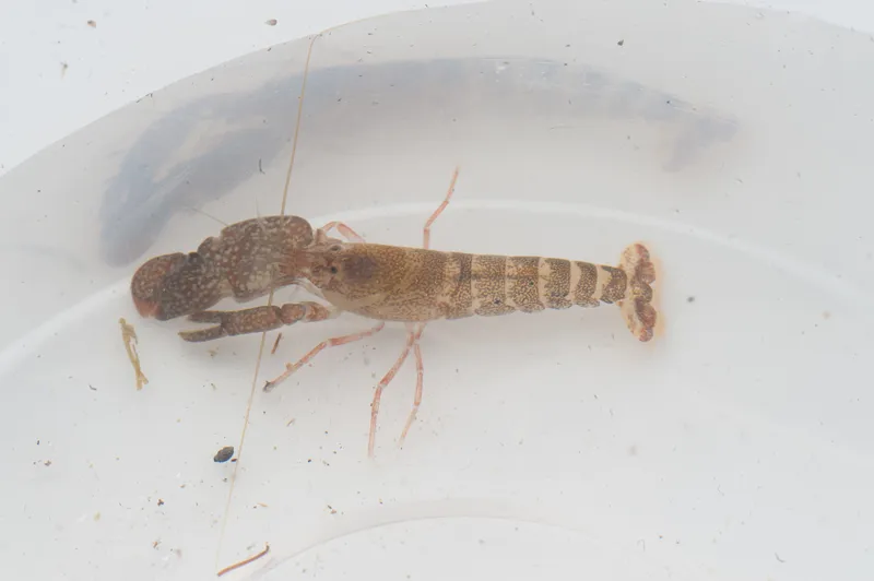 Alpheus viridari