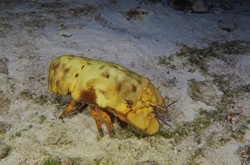 French Lobster (Scyllarides aequinoctialis)
