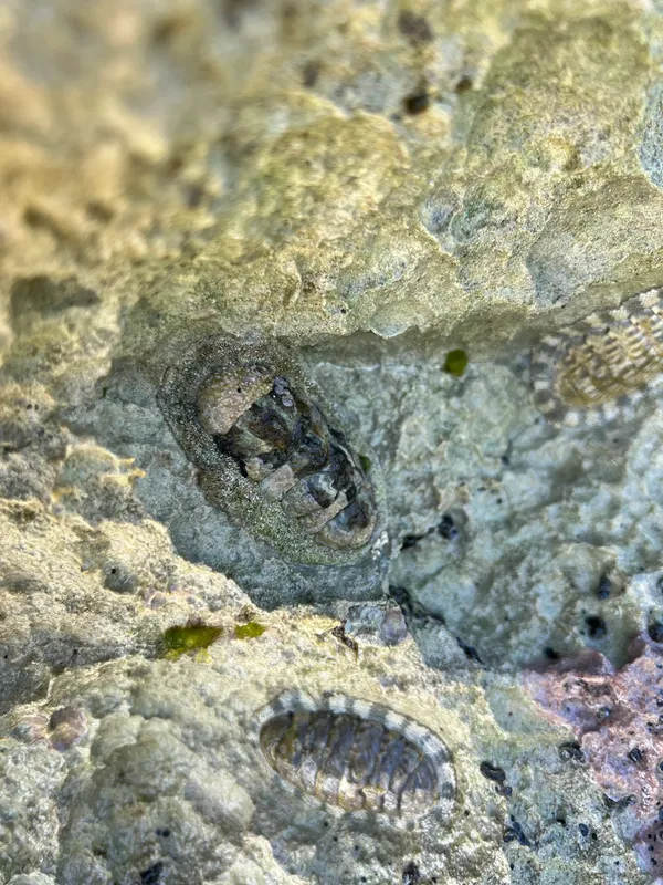 Granulated Chiton (Acanthopleura granulata)
