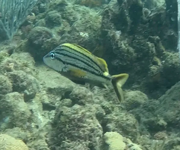 Spanish Grunt (Haemulon macrostomum)