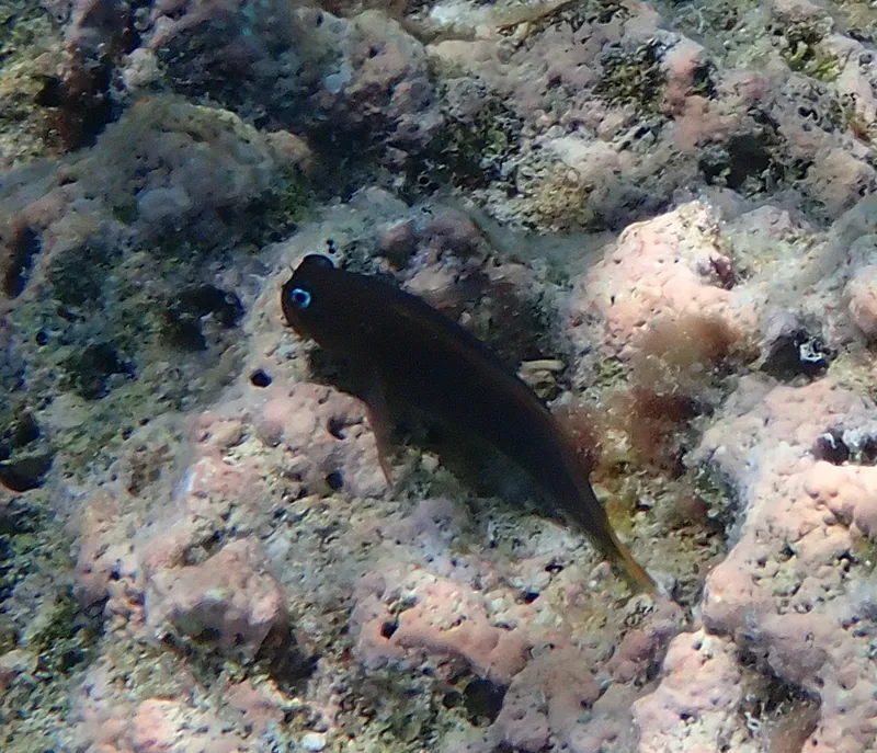 Red-Speckled Blenny (Cirripectes variolosus)