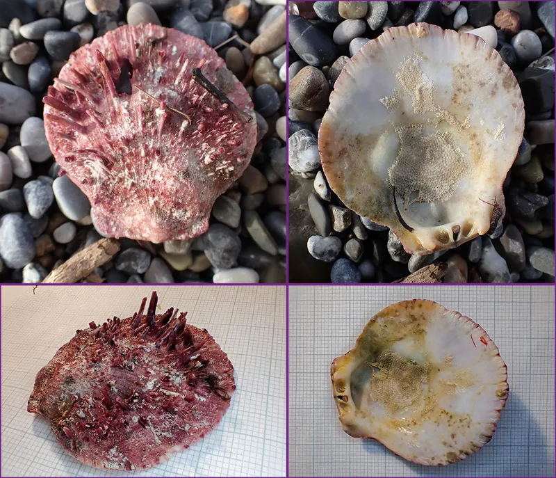 European Thorny Oyster (Spondylus gaederopus)