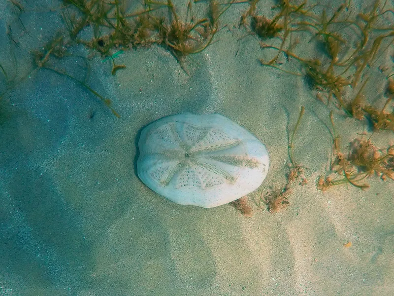 Long-spined Sea Biscuit (Plagiobrissus grandis)
