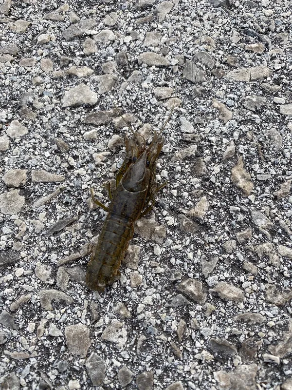 Marbled crayfish (Procambarus virginalis)