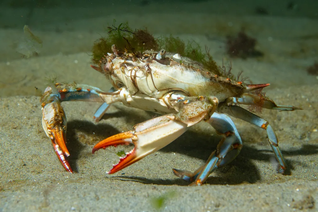 American Blue Crab (Callinectes sapidus)