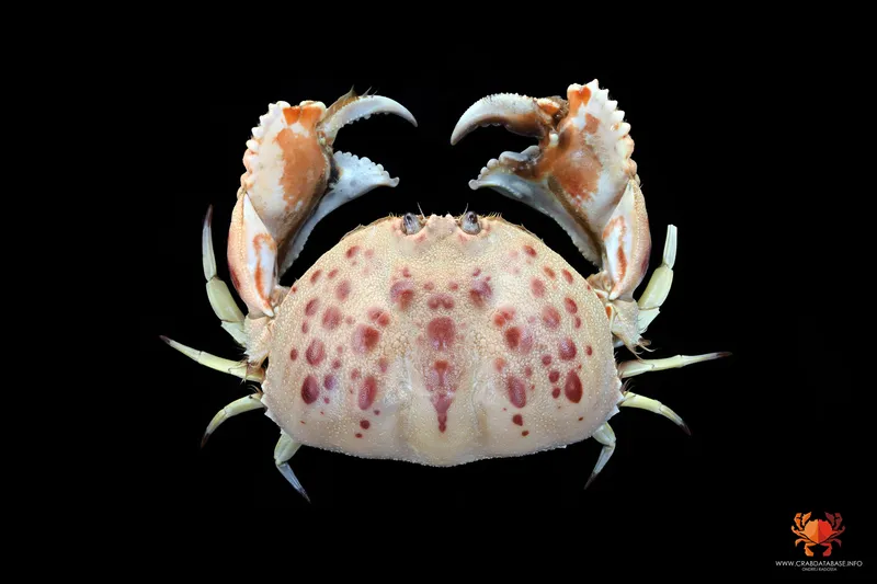 Mediterranean Shame-Faced Crab (Calappa granulata)