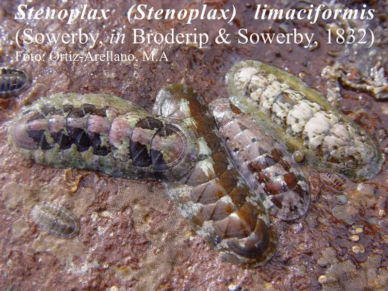 Stenoplax limaciformis
