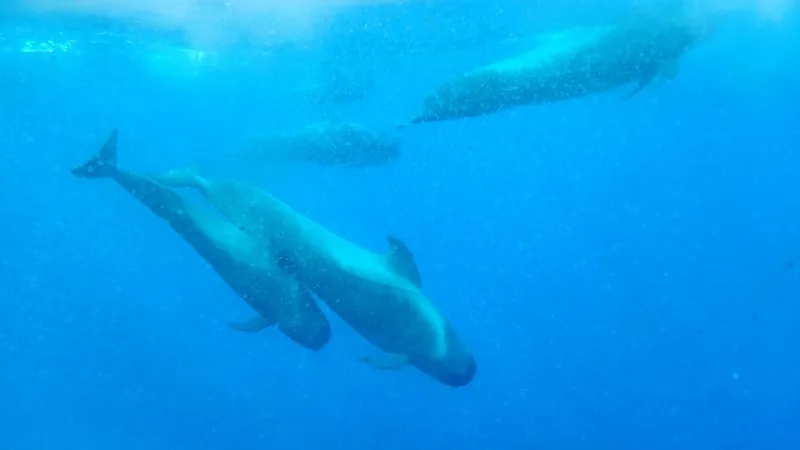 Blackfish (Globicephala macrorhynchus)