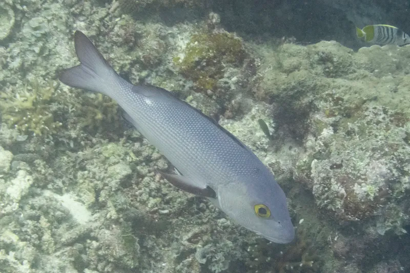 Twinspot Snapper (Lutjanus bohar)