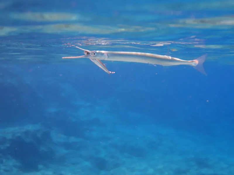 Garfish (Belone belone)