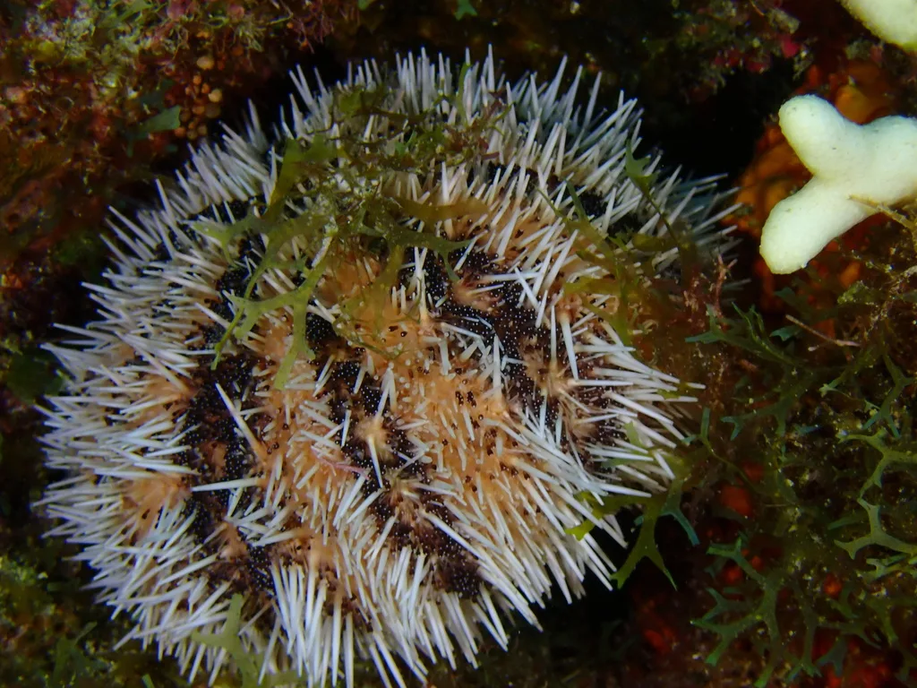 West Indian Sea Egg (Tripneustes ventricosus)