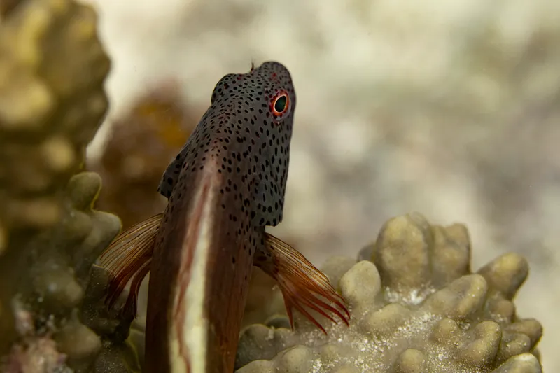 Blackside Hawkfish (Paracirrhites forsteri)