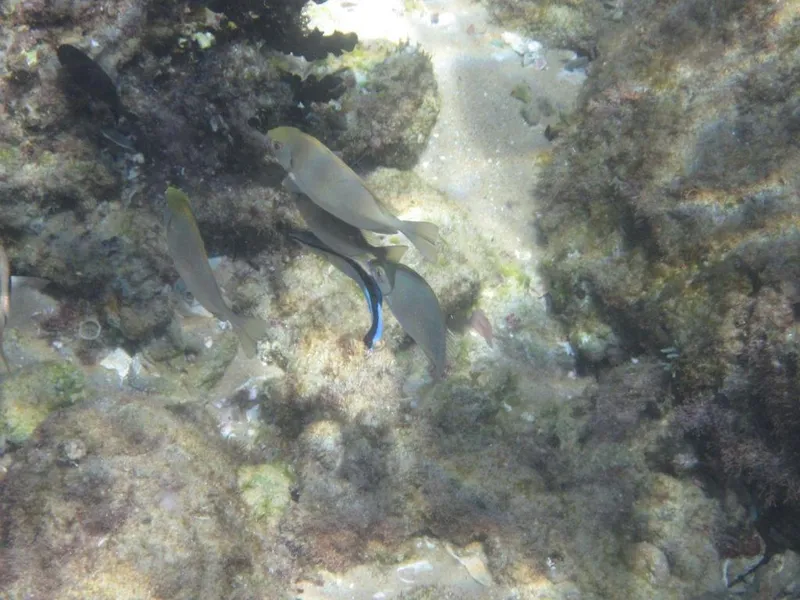 Shoemaker Spinefoot (Siganus sutor)