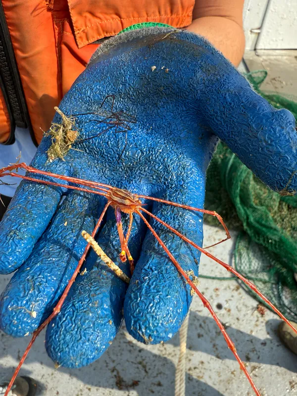 Red Arrow Crab (Stenorhynchus yangi)