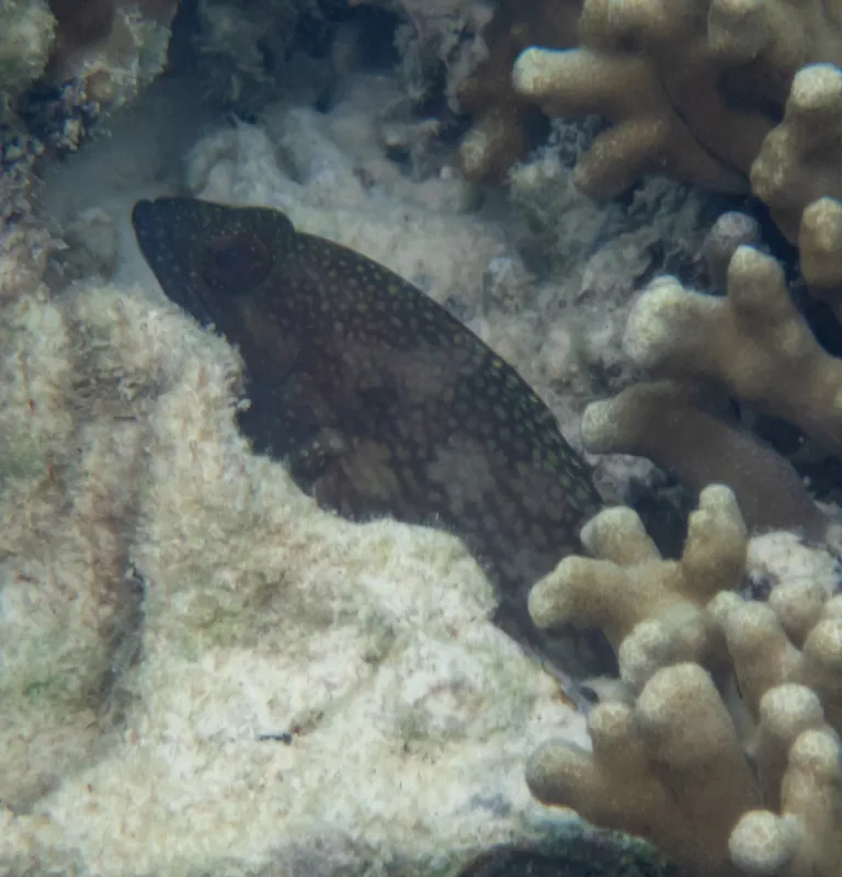 White-Streaked Grouper (Epinephelus ongus)
