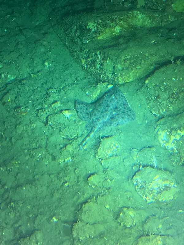 Antarctic Starry Skate (Amblyraja georgiana)