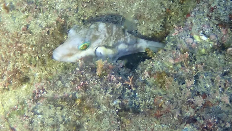 Brown-Lined Puffer (Canthigaster rivulata)