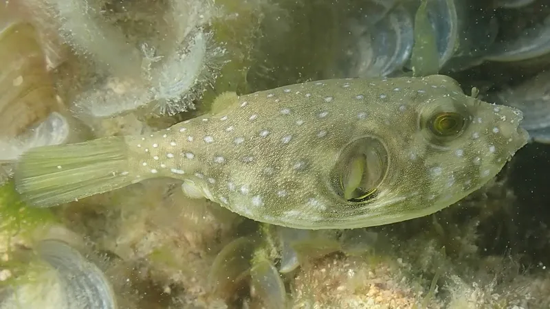 Bristly Puffer (Arothron hispidus)