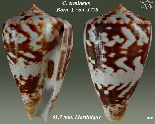 Agate Cone (Conus ermineus)