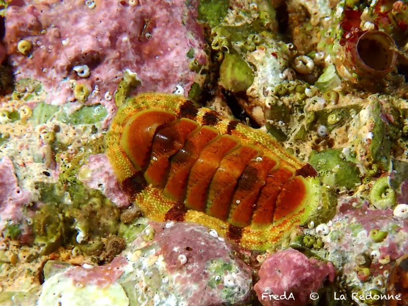 Rhyssoplax olivacea