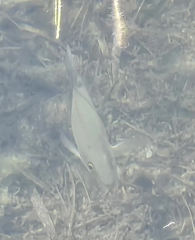 Gray Dog (Lutjanus griseus)