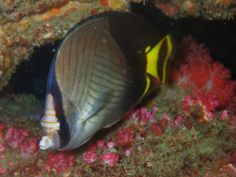 Black-Finned Vagabond (Chaetodon decussatus)