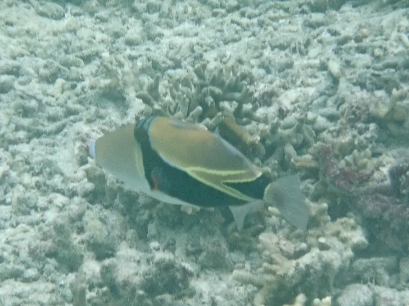 Wedge-Tail Triggerfish (Rhinecanthus rectangulus)
