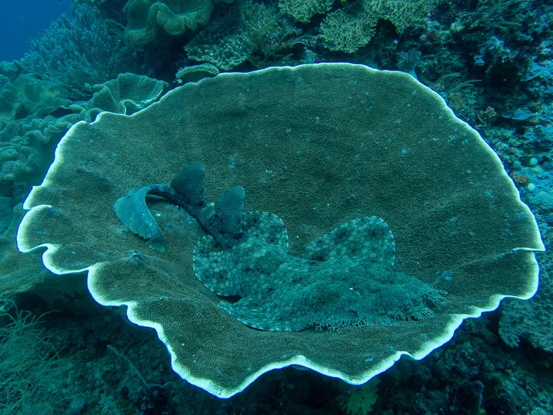 Bearded Wobbegong (Eucrossorhinus dasypogon)