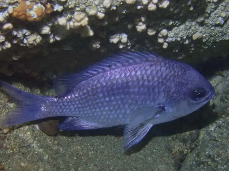 Valparaiso Chromis (Chromis crusma)