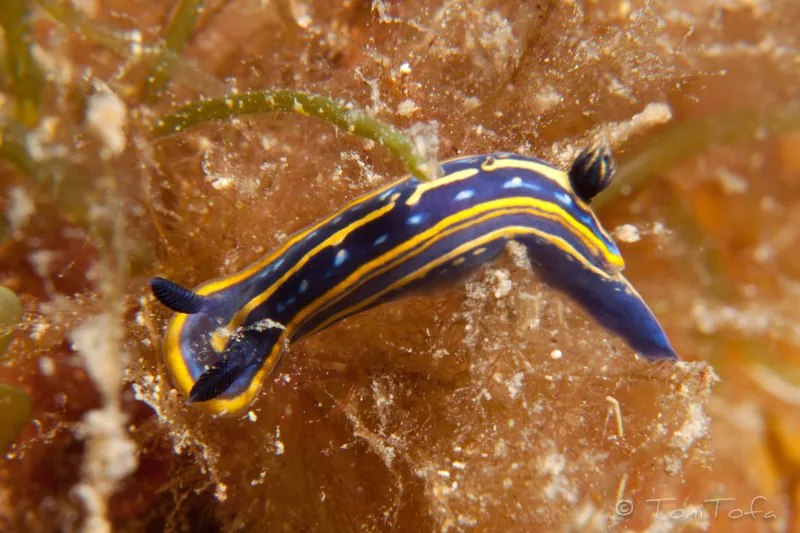 Tricolor Doris (Felimare tricolor)