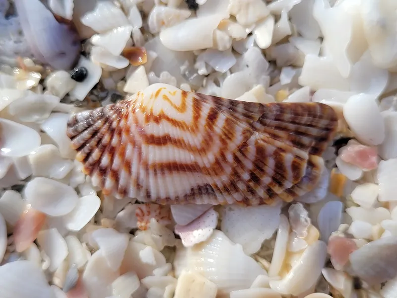 Atlantic Turkey Wing (Arca zebra)