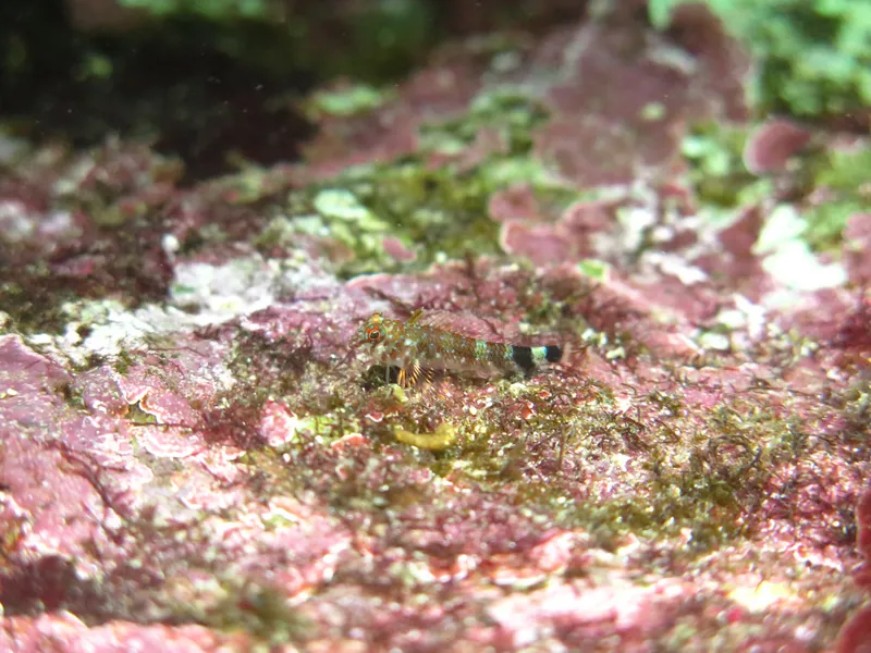 Two-Bar Triplefin (Enneanectes deloachorum)