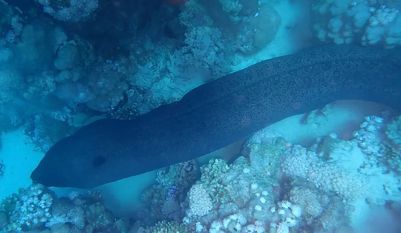 Giant Moray (Gymnothorax javanicus)