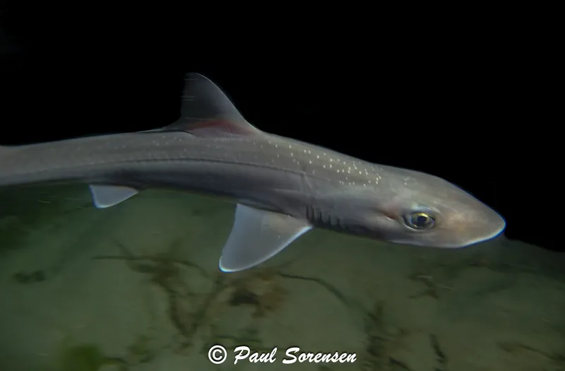 Gummy Shark (Mustelus antarcticus)