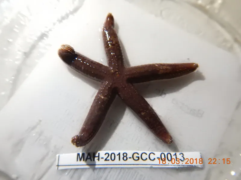 Comet Star (Ophidiaster guildingi)