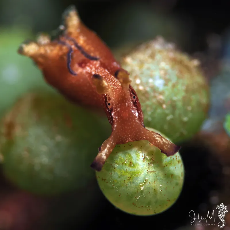 Dwarf Sea Hare (Aplysia parvula)
