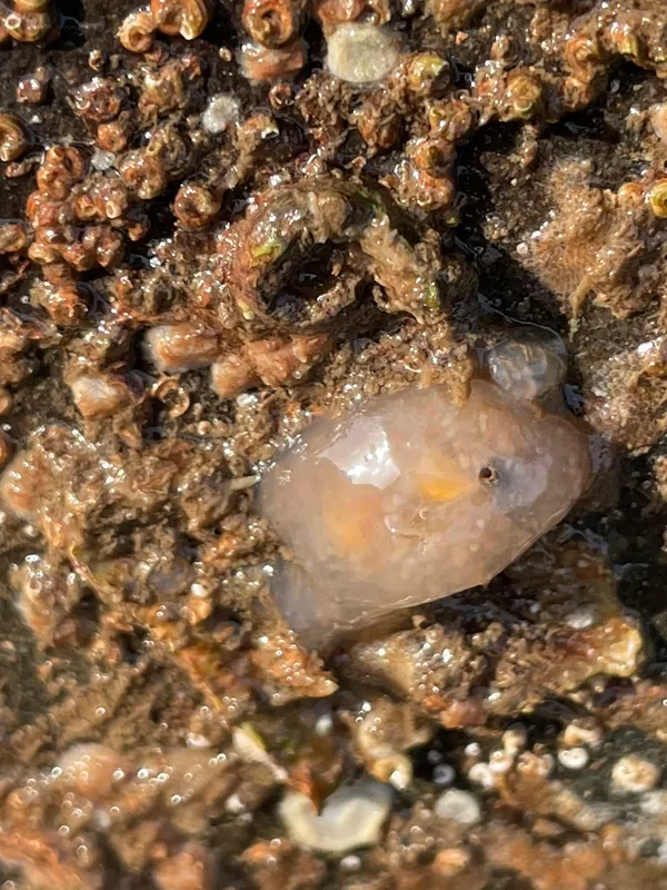 Smooth Aplidium (Aplidium glabrum)