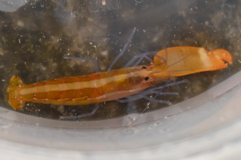 Striped Snapping Shrimp (Alpheus formosus)