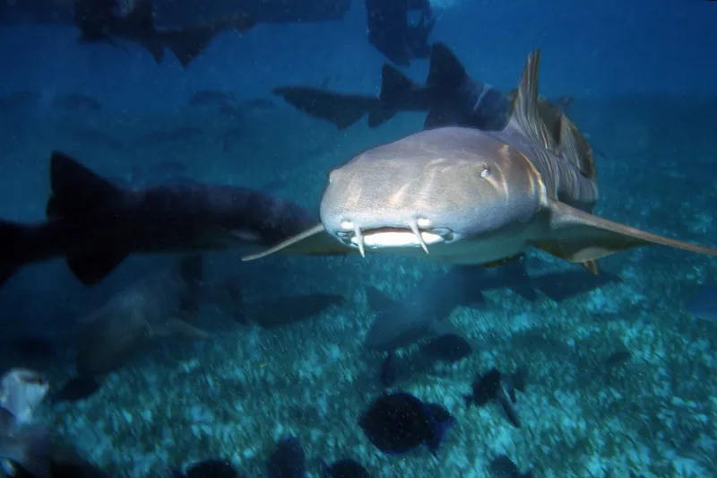 Nurse Shark (Ginglymostoma cirratum)