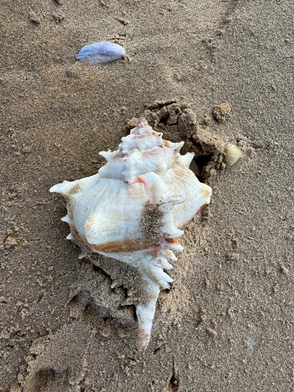 Virgin Murex (Chicoreus virgineus)
