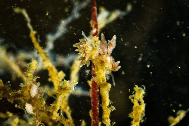 Balloon Aeolis (Nudibranchus exiguus)