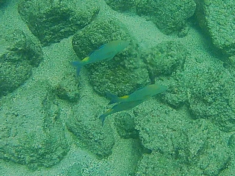 Gold-Saddle Goatfish (Parupeneus cyclostomus)
