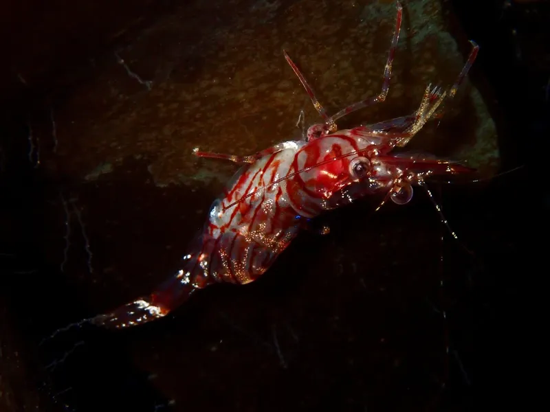 Aesop Prawn (Pandalus montagui)