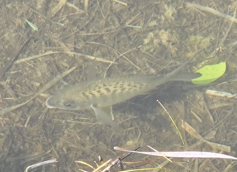Yellowfin Mojarra (Gerres cinereus)