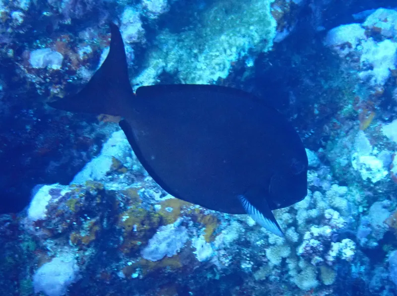 White-Fin Surgeon (Acanthurus albipectoralis)