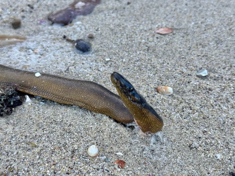 Golfo Dulce Yellow Sea Snake (Hydrophis platurus)