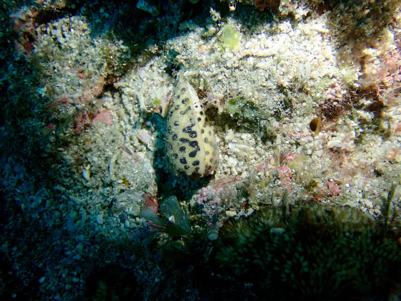 Flea-Bite Cone (Conus pulicarius)
