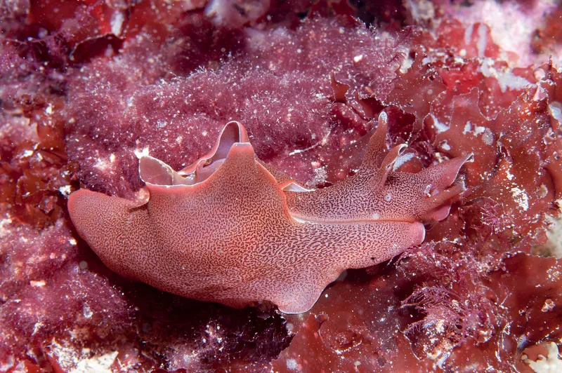 Common Sea Hare (Aplysia punctata)