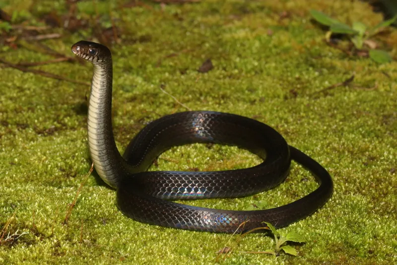 Variable Marsh Snake (Natriciteres variegata)
