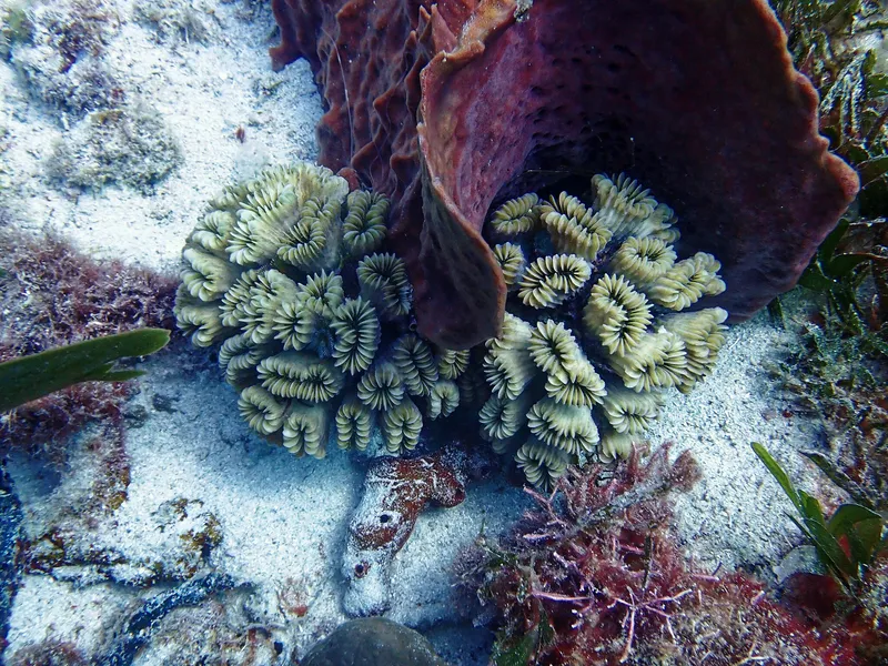 Flower Coral (Eusmilia fastigiata)